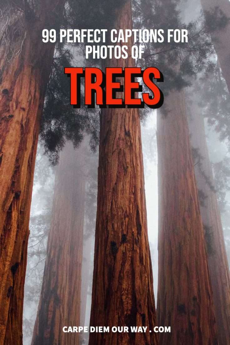 Tree Posts On Insta 99 Catchy Tree Captions for Instagram | Carpe Diem OUR Way Travel