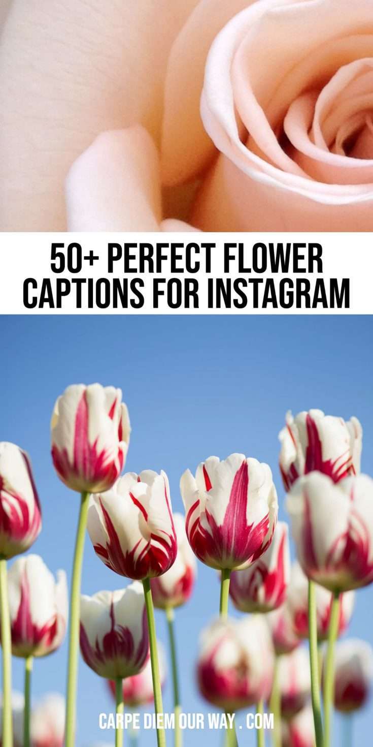 35 Perfect Flower Captions for Instagram | Carpe Diem OUR Way Travel