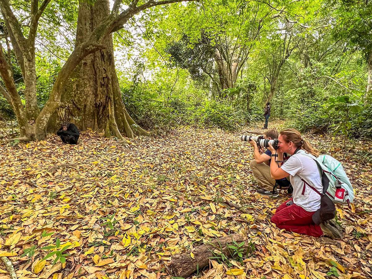 Photographing Uganda gorge chimps