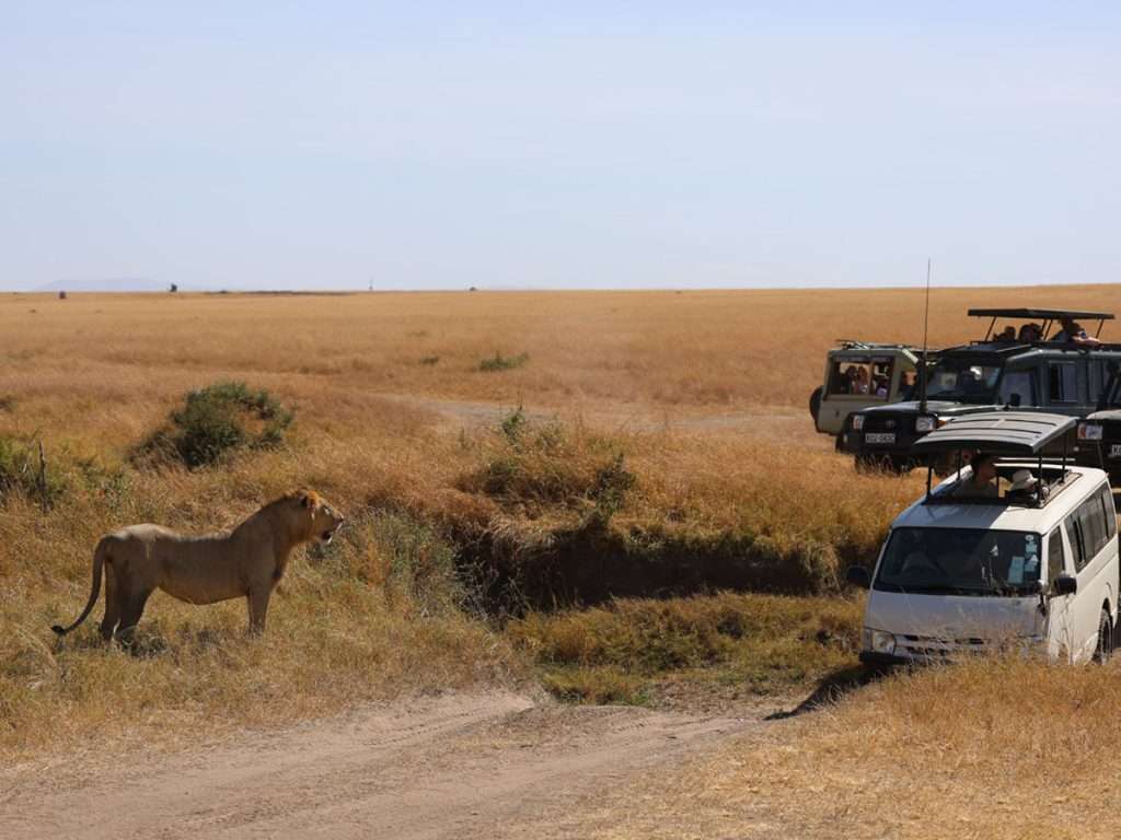 Kenya - up close and personal with tourists in Masai mara
