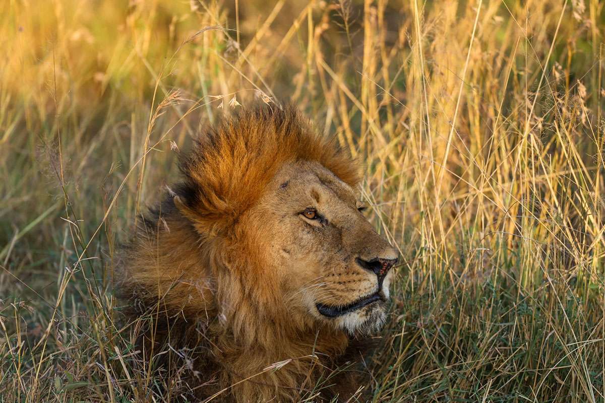 5 Tips for Safaris With Kids | Carpe Diem OUR Way Travel