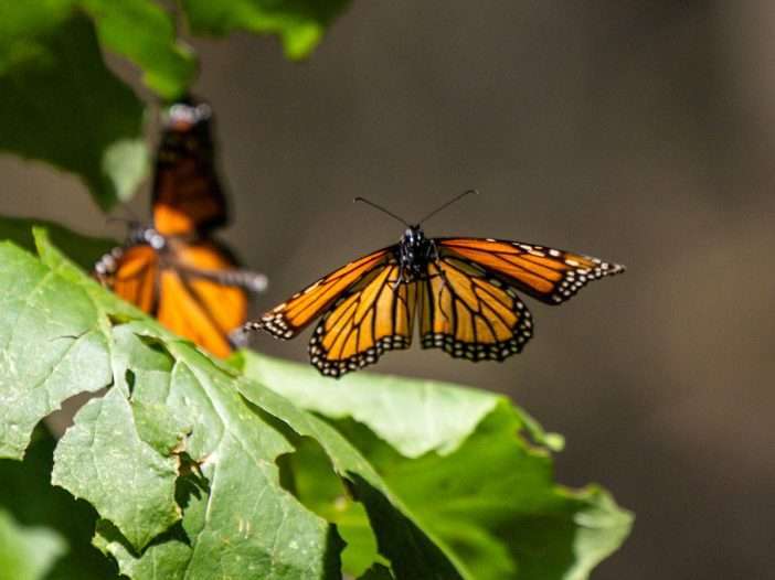 Monarchs in Mexico