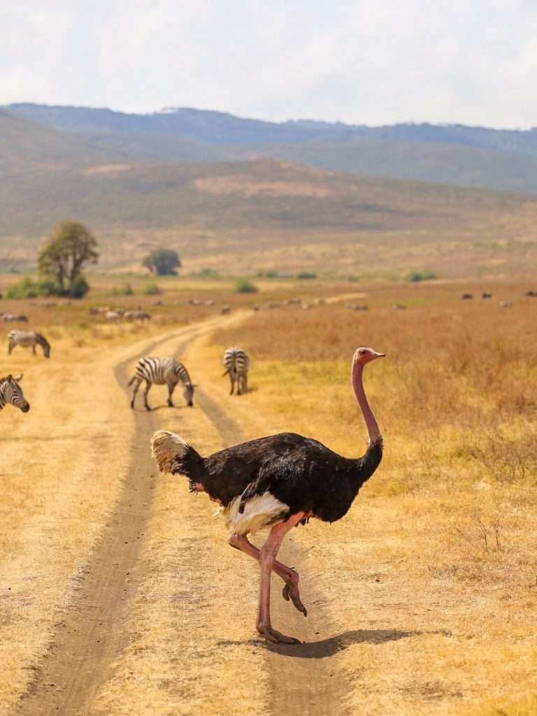 Ngorongoro crater with ostrich