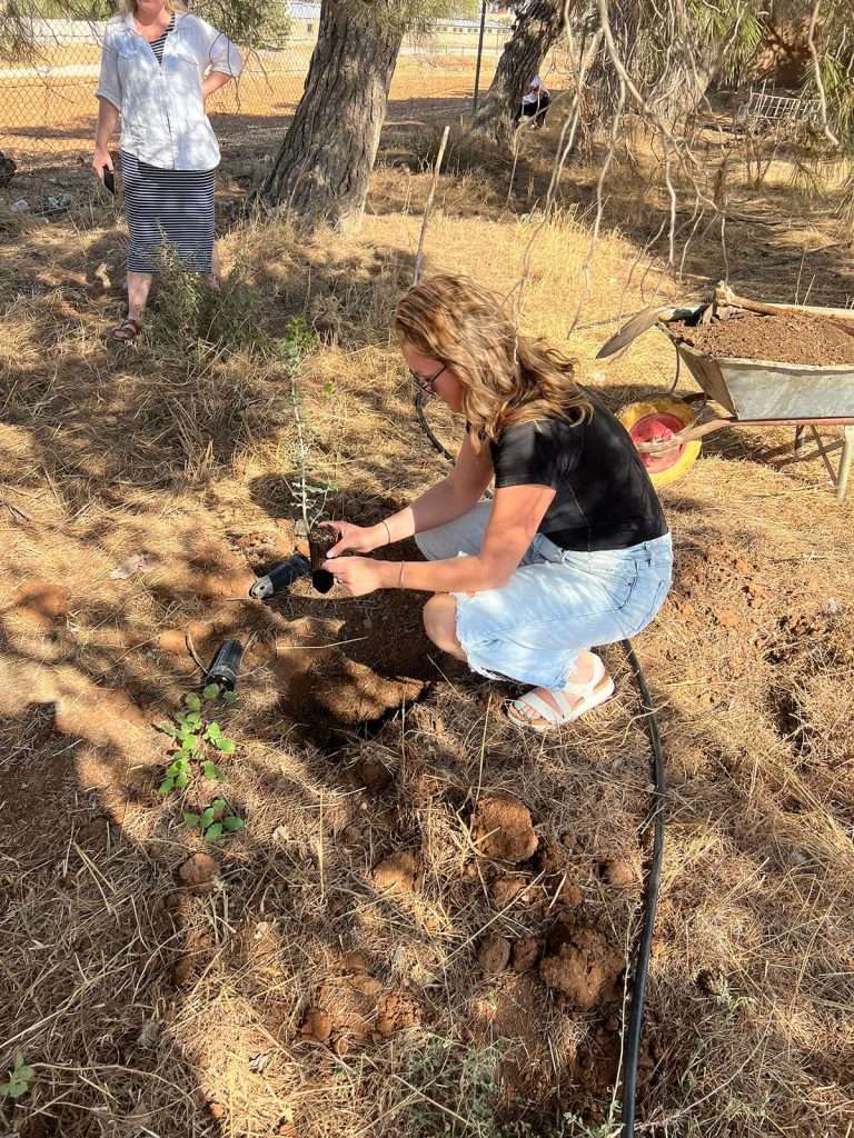 Linday tree planting on carob farms