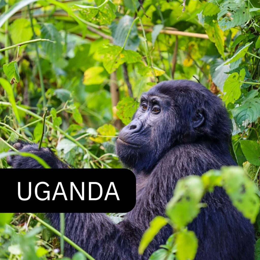 Uganda