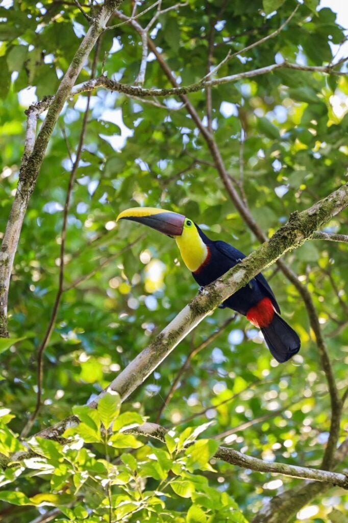 Toucan at la paloma lodge costa rica