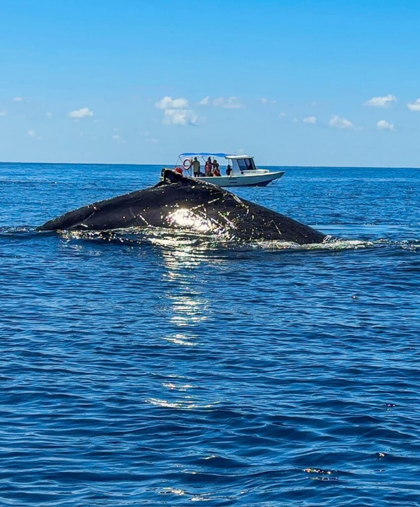 humpbacks outside la paloma