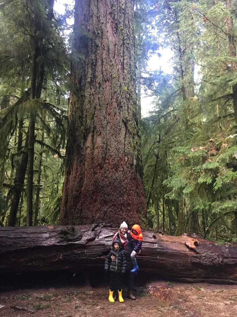 Cathedral Grove